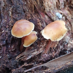 Collybia eucalyptorum