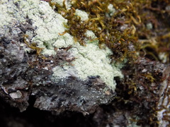 Pseudoschismatomma rufescens