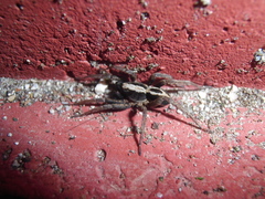 Alopecosa albofasciata