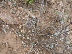 Echinofossulocactus dichroacanthus