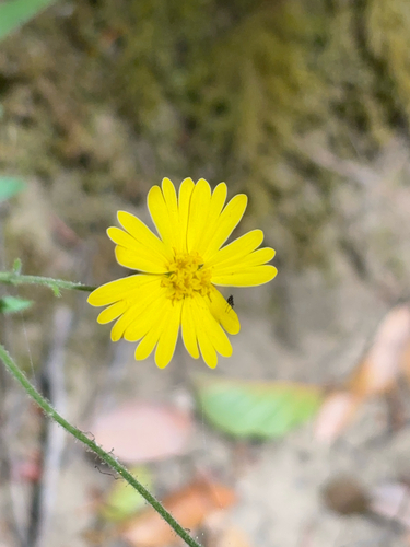 iNaturalist observation photo of woodland madia