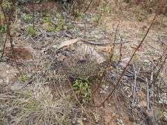 Echinofossulocactus dichroacanthus