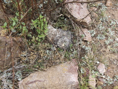 Echinofossulocactus dichroacanthus