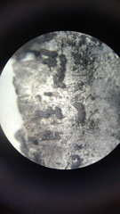 Pseudoschismatomma rufescens