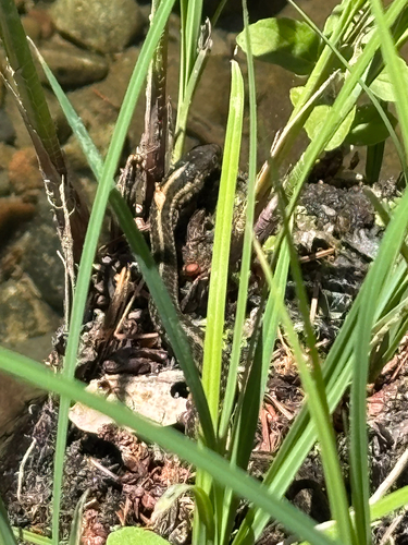 iNaturalist observation photo of Aquatic Garter Snake