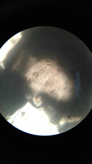 Pseudoschismatomma rufescens