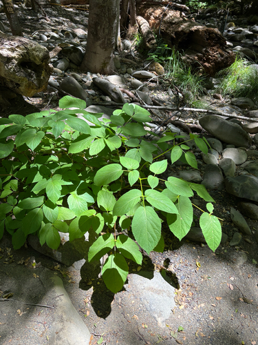 iNaturalist observation photo of California Spikenard