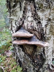 Phellinus nigricans