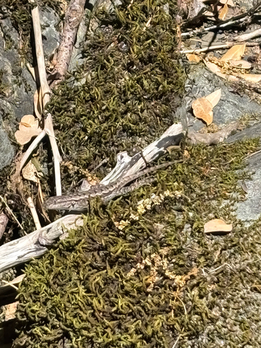 iNaturalist observation photo of Western Fence Lizard