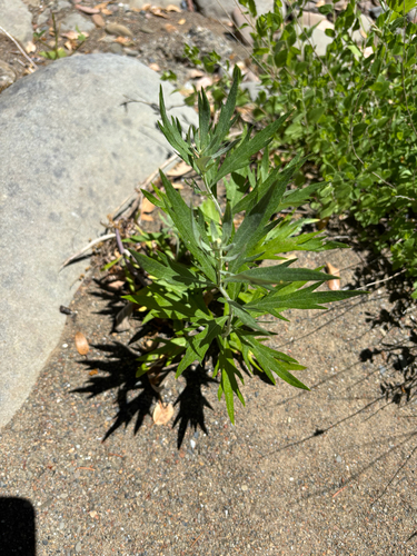 iNaturalist observation photo of California mugwort