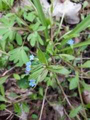 Memoremea scorpioides