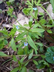 Memoremea scorpioides
