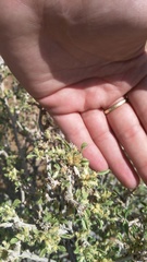 Aizoon schellenbergii