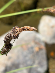 Carex nudata, photograph (c) Elly Poretsky, some rights reserved (CC BY)