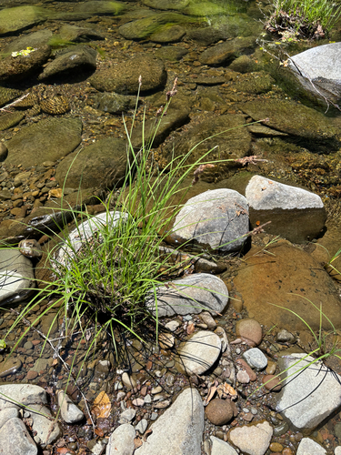 iNaturalist observation photo of torrent sedge