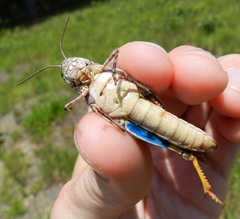 Pardalophora phoenicoptera