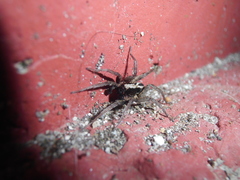 Alopecosa albofasciata