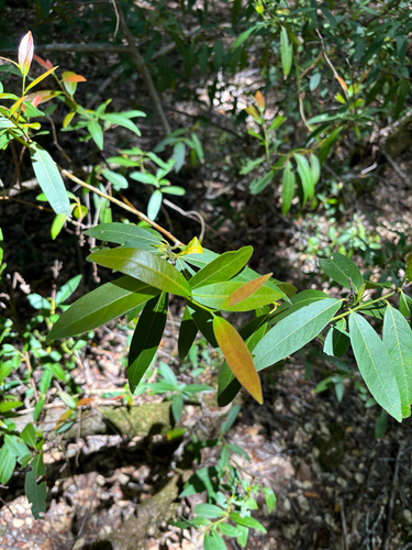 iNaturalist observation photo of California bay