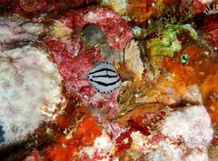 Phyllidiopsis phiphiensis