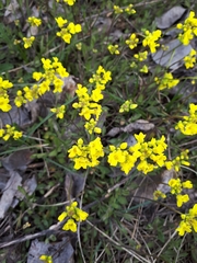 Draba sibirica