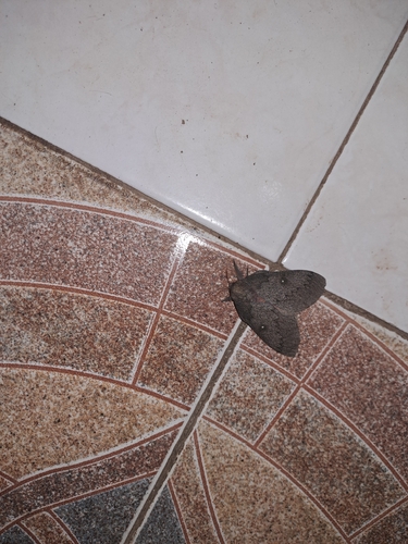 Polilla de seda