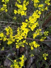 Draba sibirica