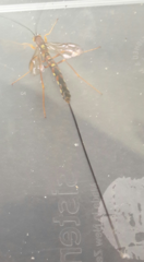 Megarhyssa nortoni