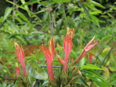 Clinacanthus nutans