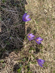 Crocus