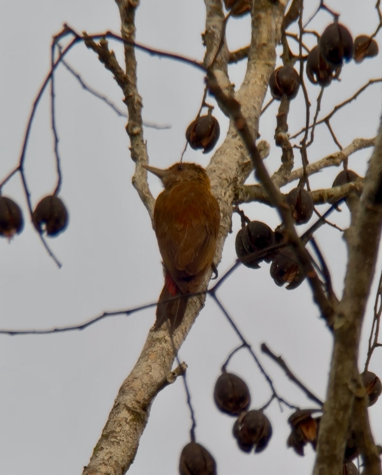 Red-rumped Woodpecker (Veniliornis kirkii), photo 2