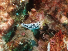 Phyllidiidae