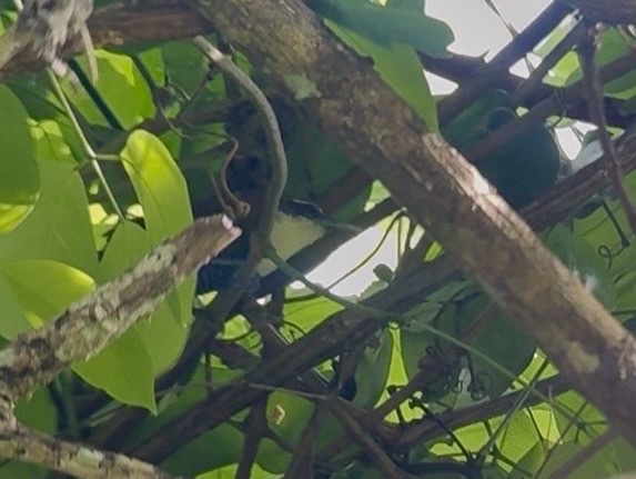 Black-bellied Wren (Pheugopedius fasciatoventris), photo 7