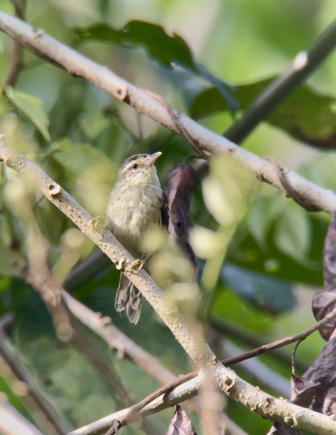 Double-banded Greytail (Xenerpestes minlosi), photo 2
