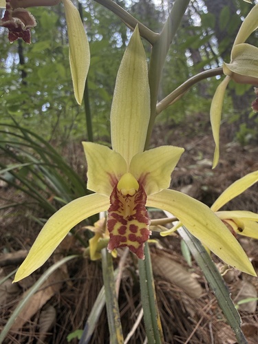 Faberi Orchid