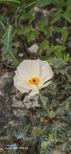 Argemone aurantiaca, photograph 6