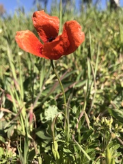 Papaver argemone