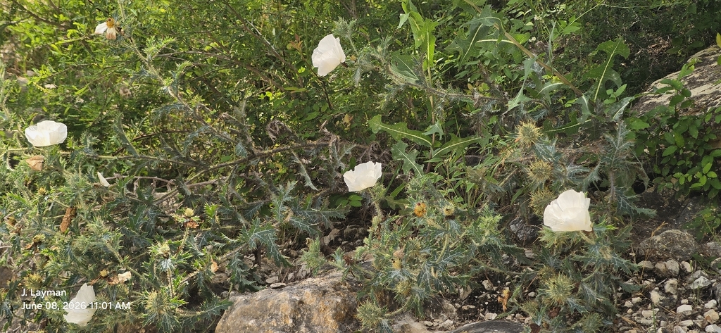 Argemone aurantiaca; photograph (c) Jason Layman, some rights reserved (CC BY-SA)