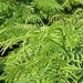 Acacia pennata