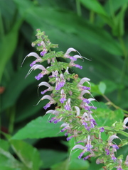 Salvia bowleyana