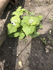 Alliaria petiolata