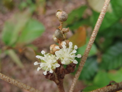 Croton cascarilloides