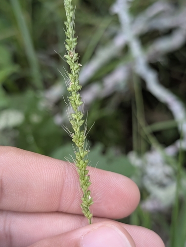 plains bristlegrass