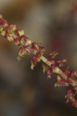 Rumex bucephalophorus