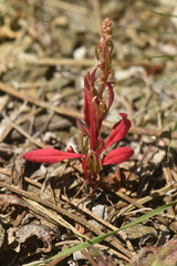 Rumex bucephalophorus