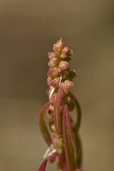 Rumex bucephalophorus