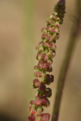 Rumex bucephalophorus