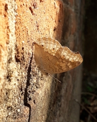 Junonia atlites