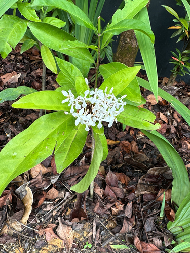 Ixora finlaysoniana observed 2026-06-09