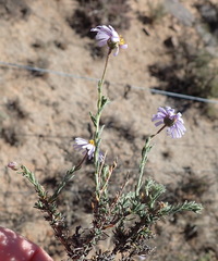Felicia hirsuta