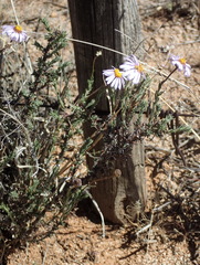 Felicia hirsuta